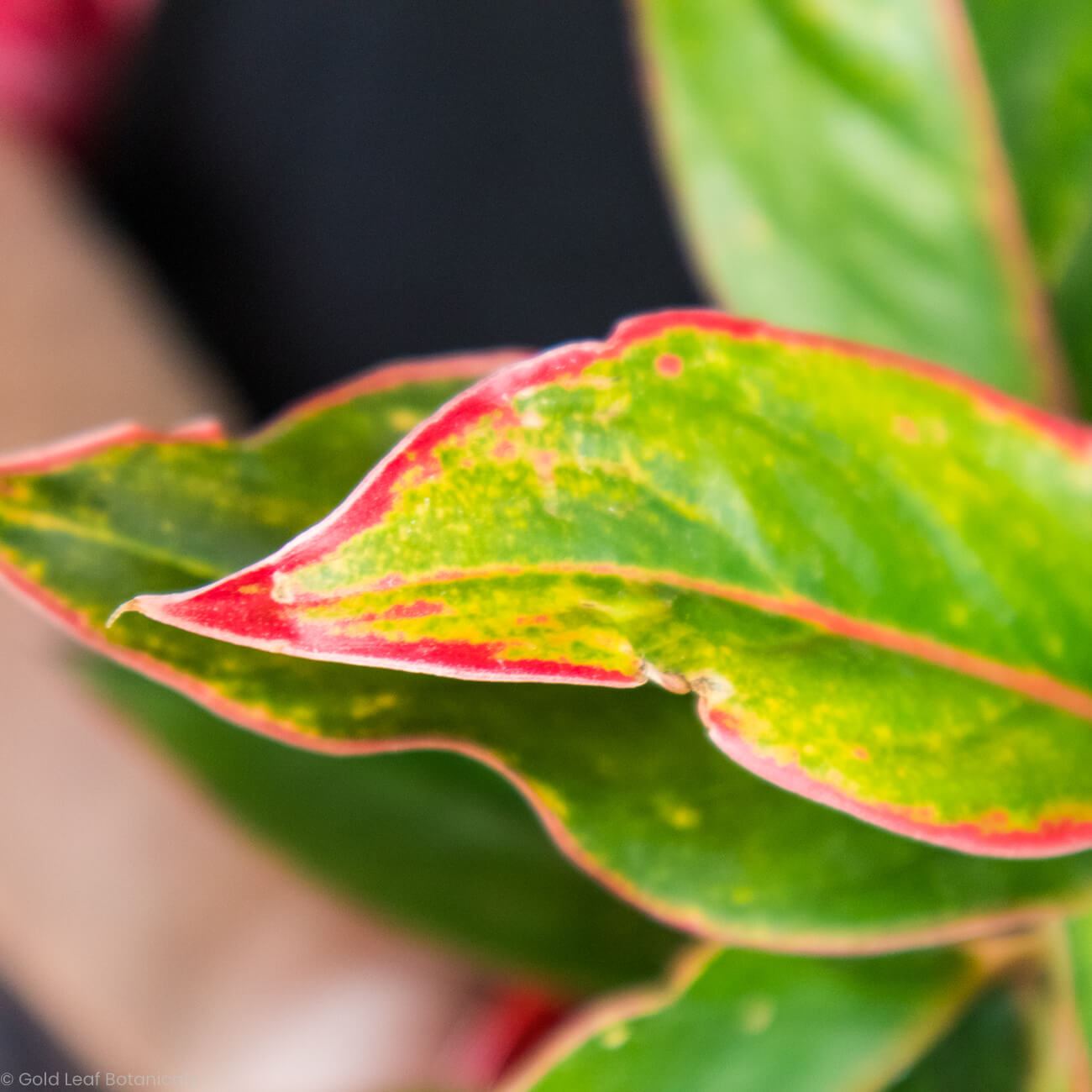 Aglaonema Hybrid Variant