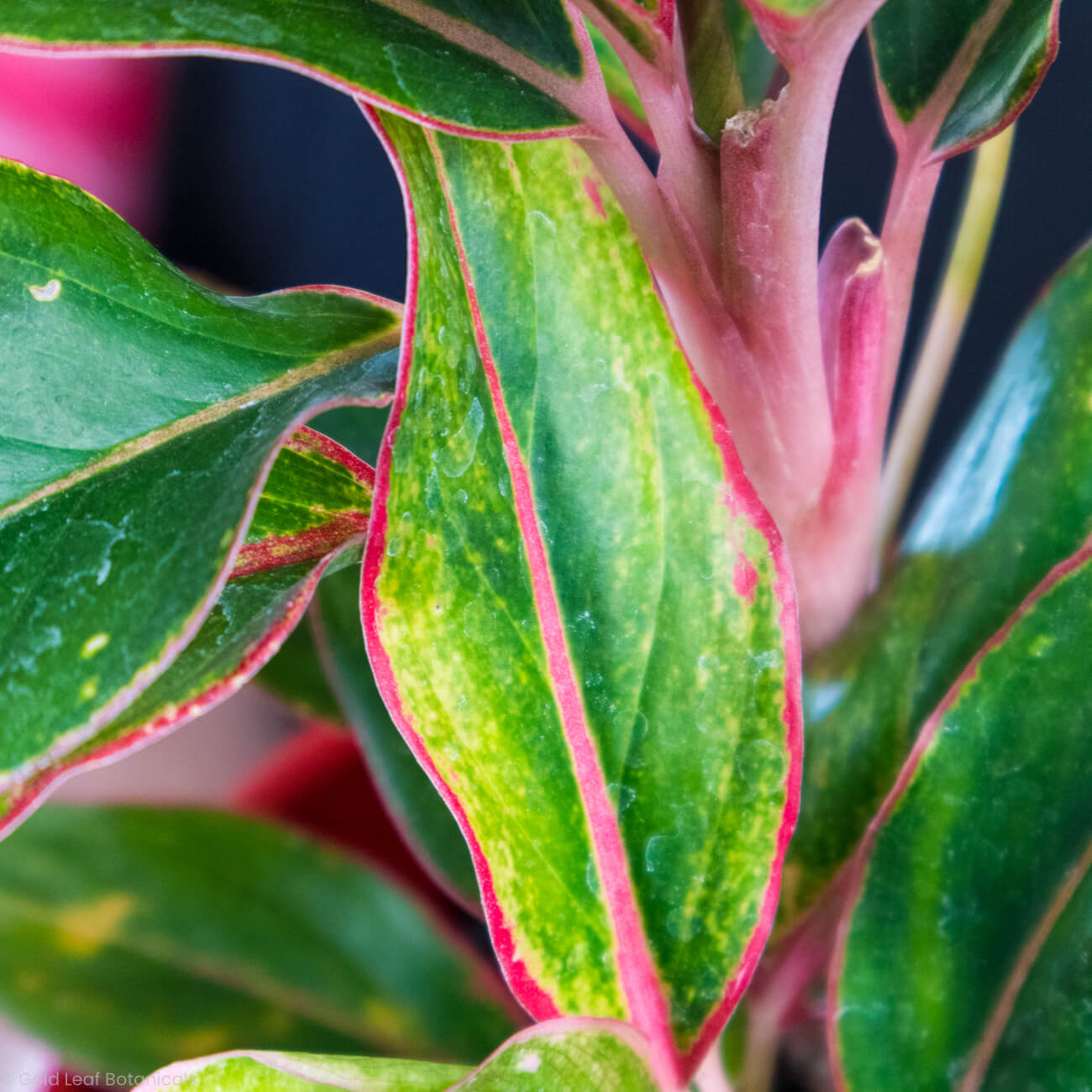 Aglaonema Hybrid Variant