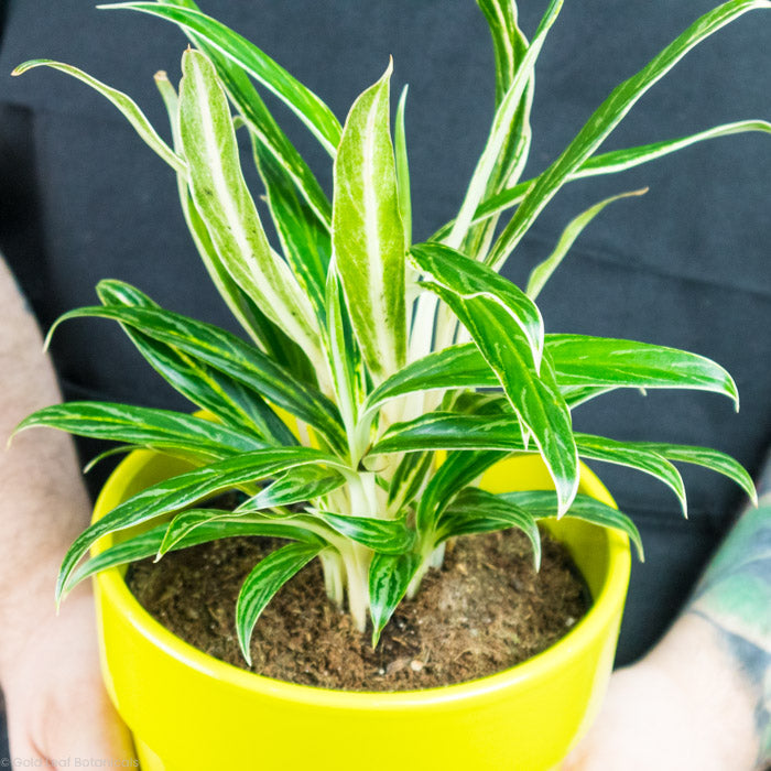 Aglaonema Rice
