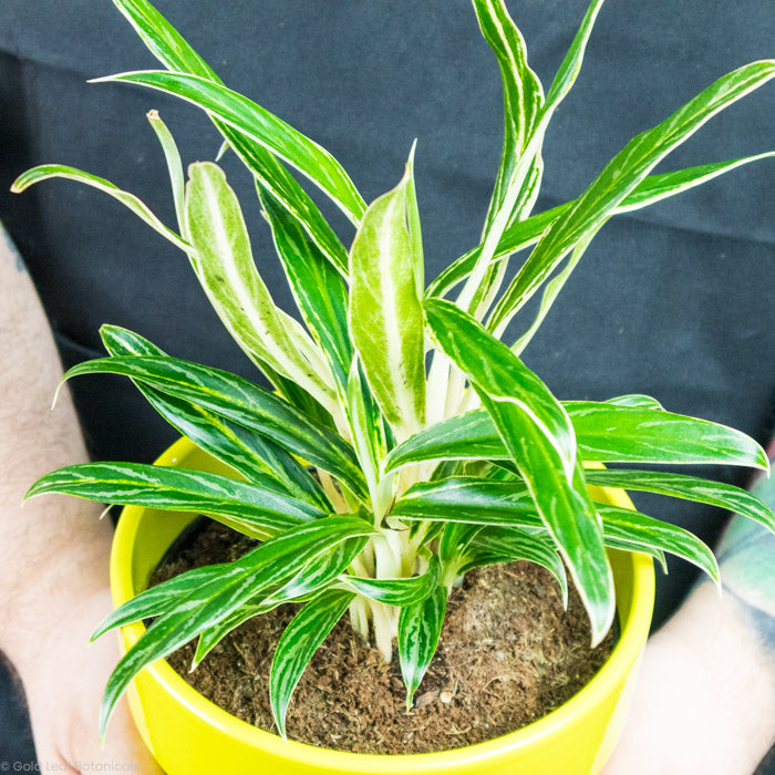 Aglaonema Rice