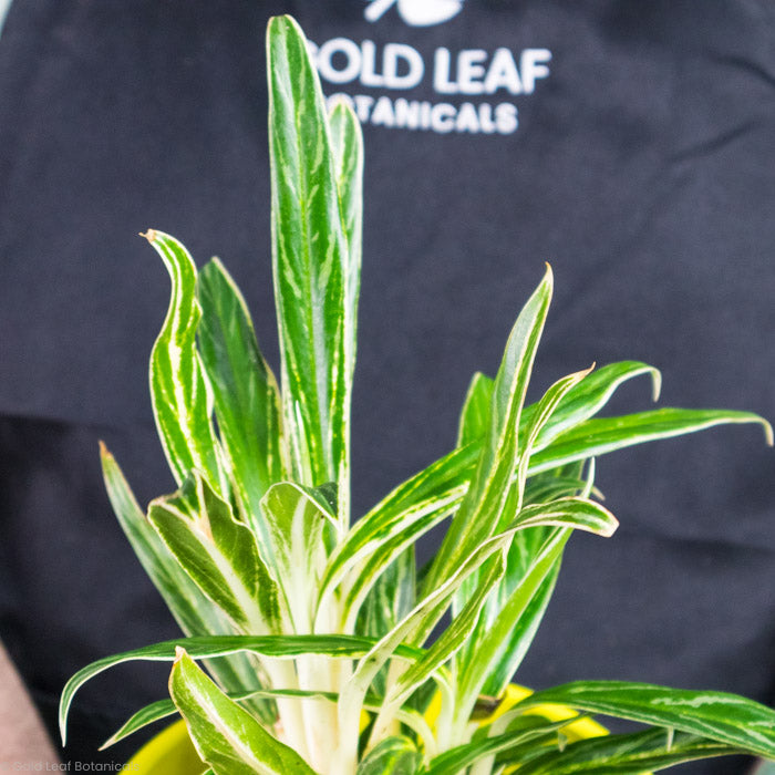 Aglaonema Rice