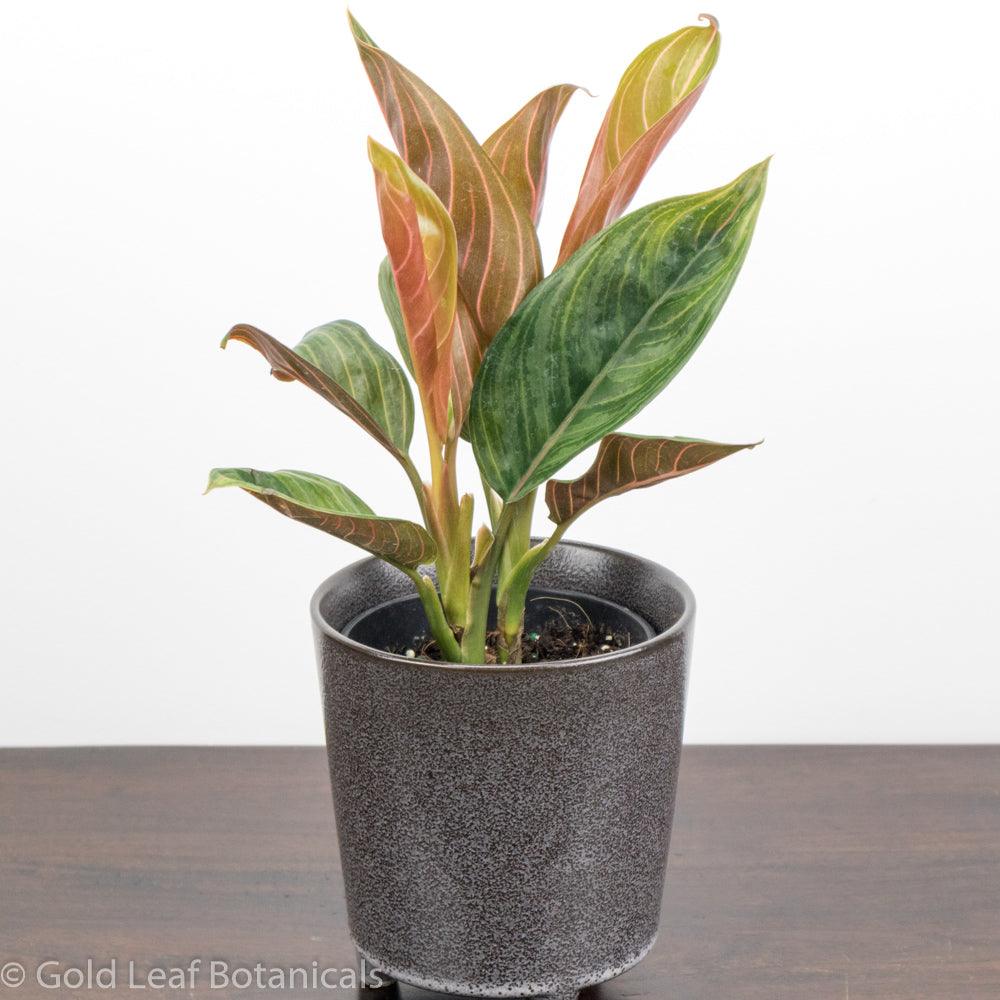 chocolate aglaonema for sale Aglaonema Chocolate Care