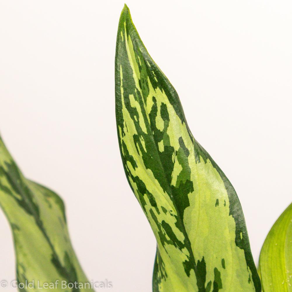 Buy Aglaonema Miss Juliette For Sale Ontario Canada