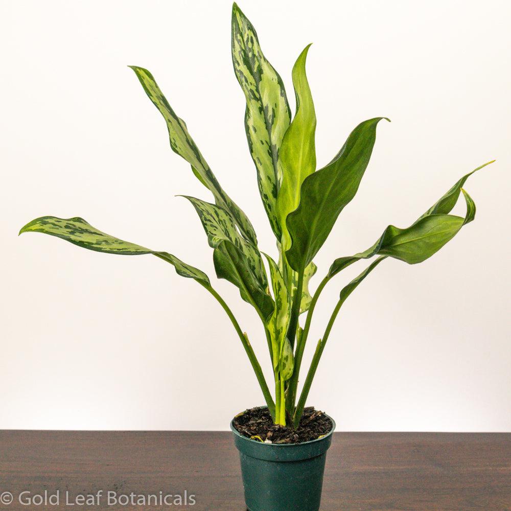 aglaonema miss juliette care Aglaonema Miss Juliette Care