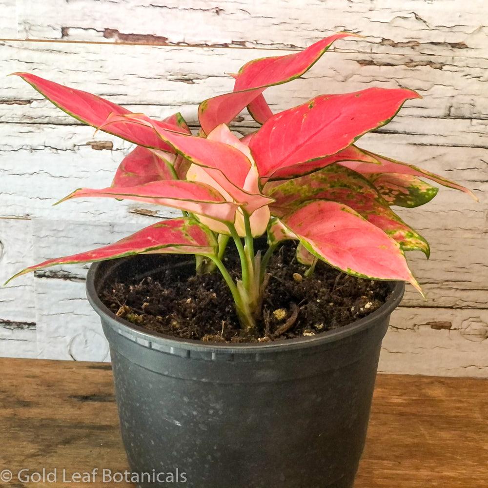 aglaonema red gold care Aglaonema Pink Valentine Care