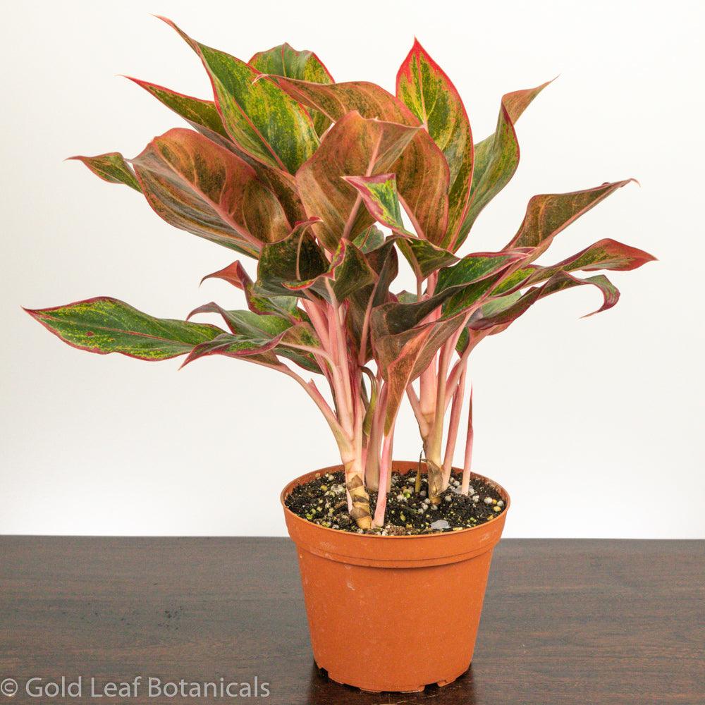 Chinese Evergreen 'Red Siam' - 6 Pot, Indoor Plant, Tropical Plant