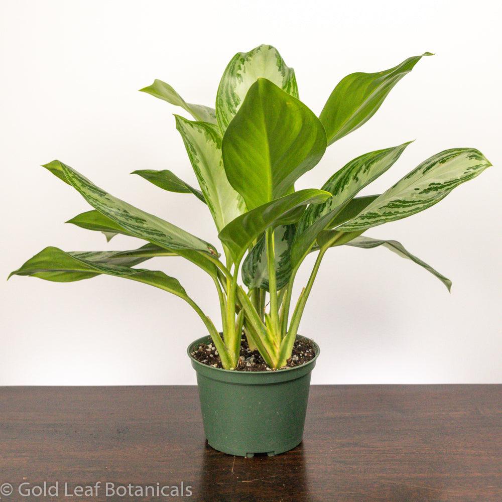 aglaonema silver bay soil Aglaonema Silver Bay Care