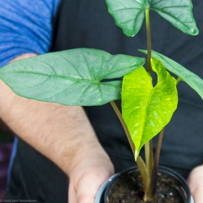Alocasia Corazon