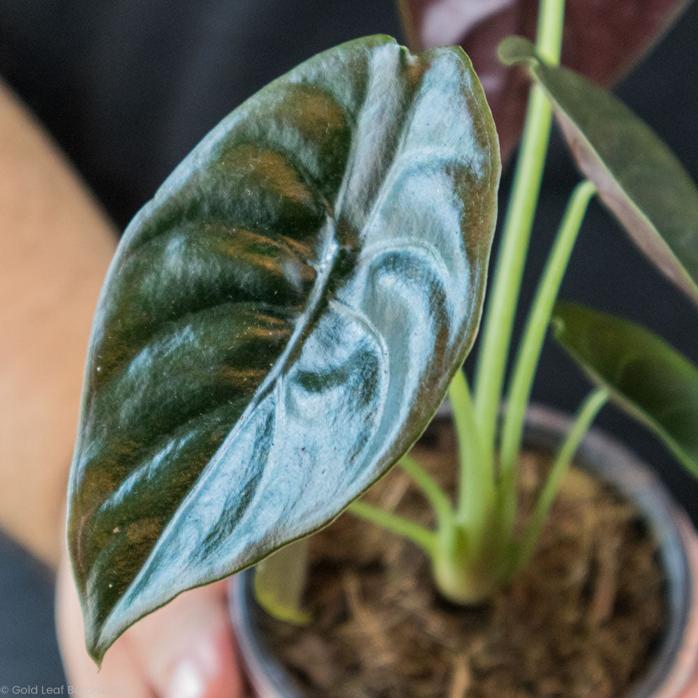 Alocasia Cuprea (Red Secret) Care
