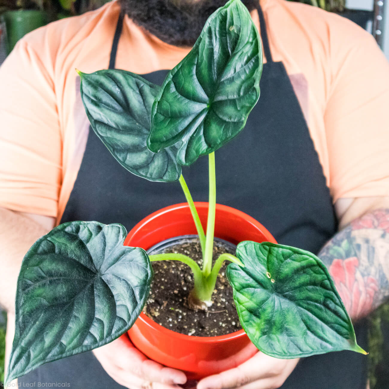 philodendron dragon scale Alocasia Dragon Scale Care