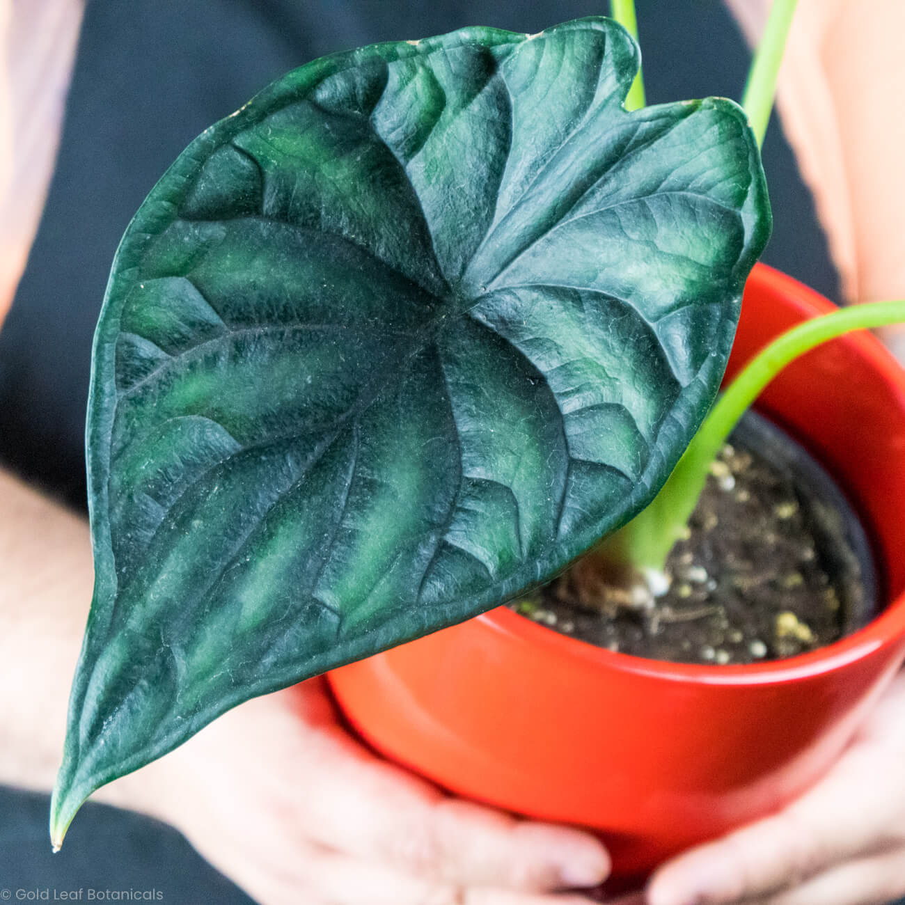 Alocasia Dragon Scale