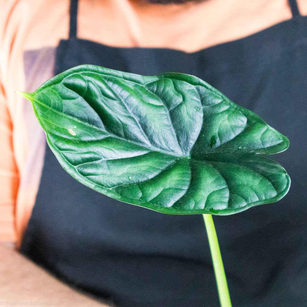 Alocasia Dragon Scale