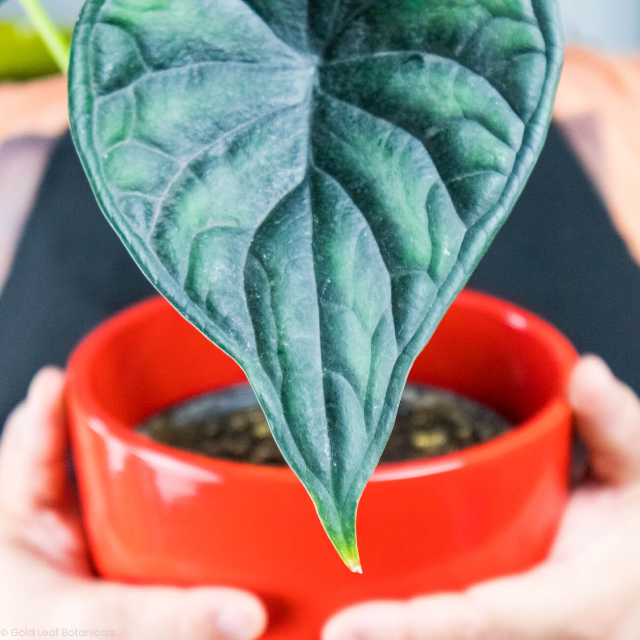 Alocasia Dragon Scale