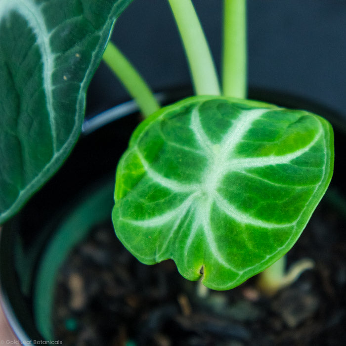 Alocasia Ninja leaf close up