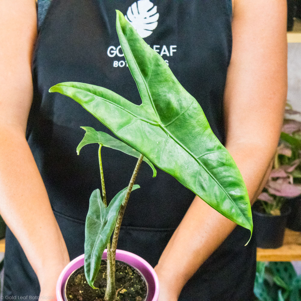philodendron zebrina Alocasia Zebrina Reticulata Care