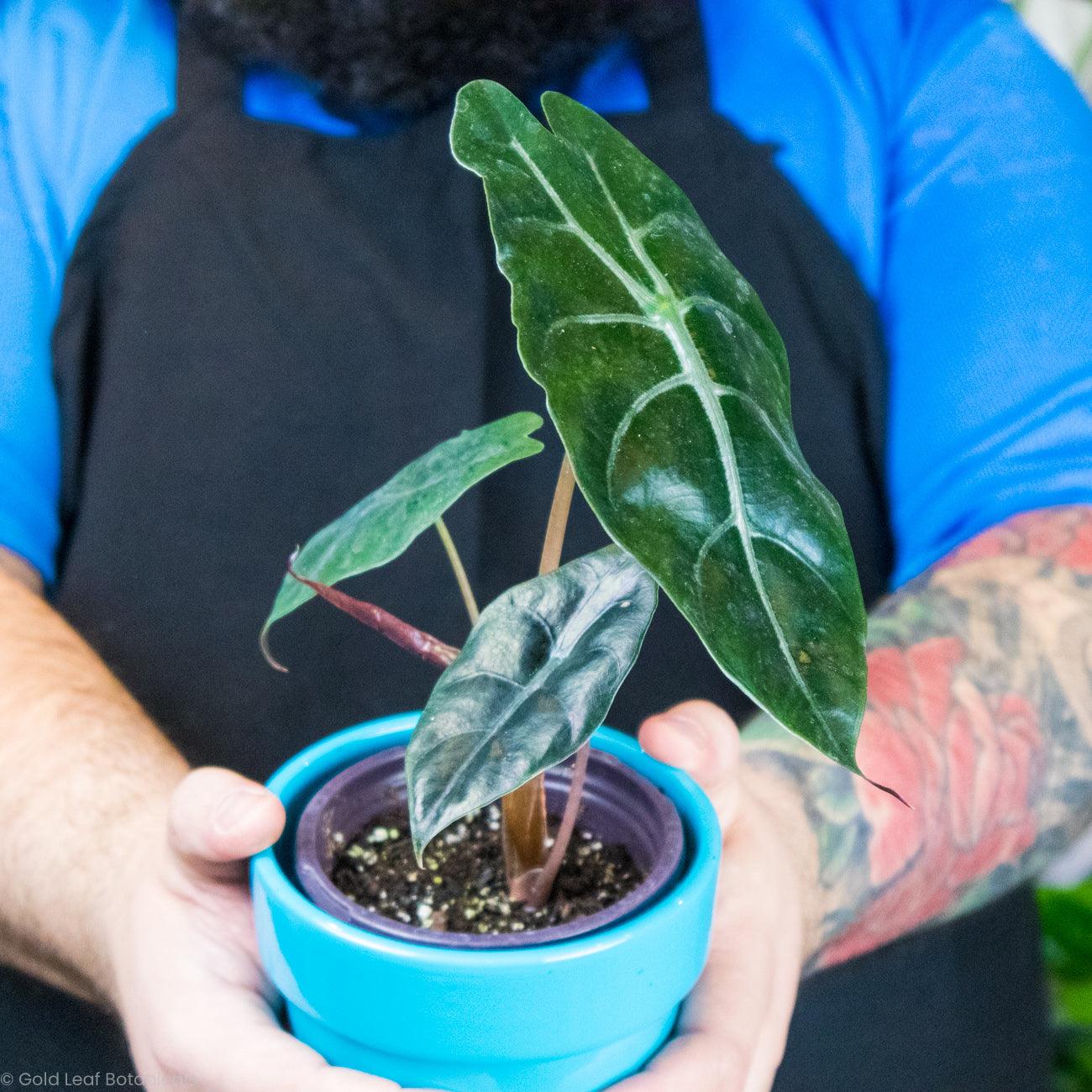 Buy Alocasia Chantrieri
