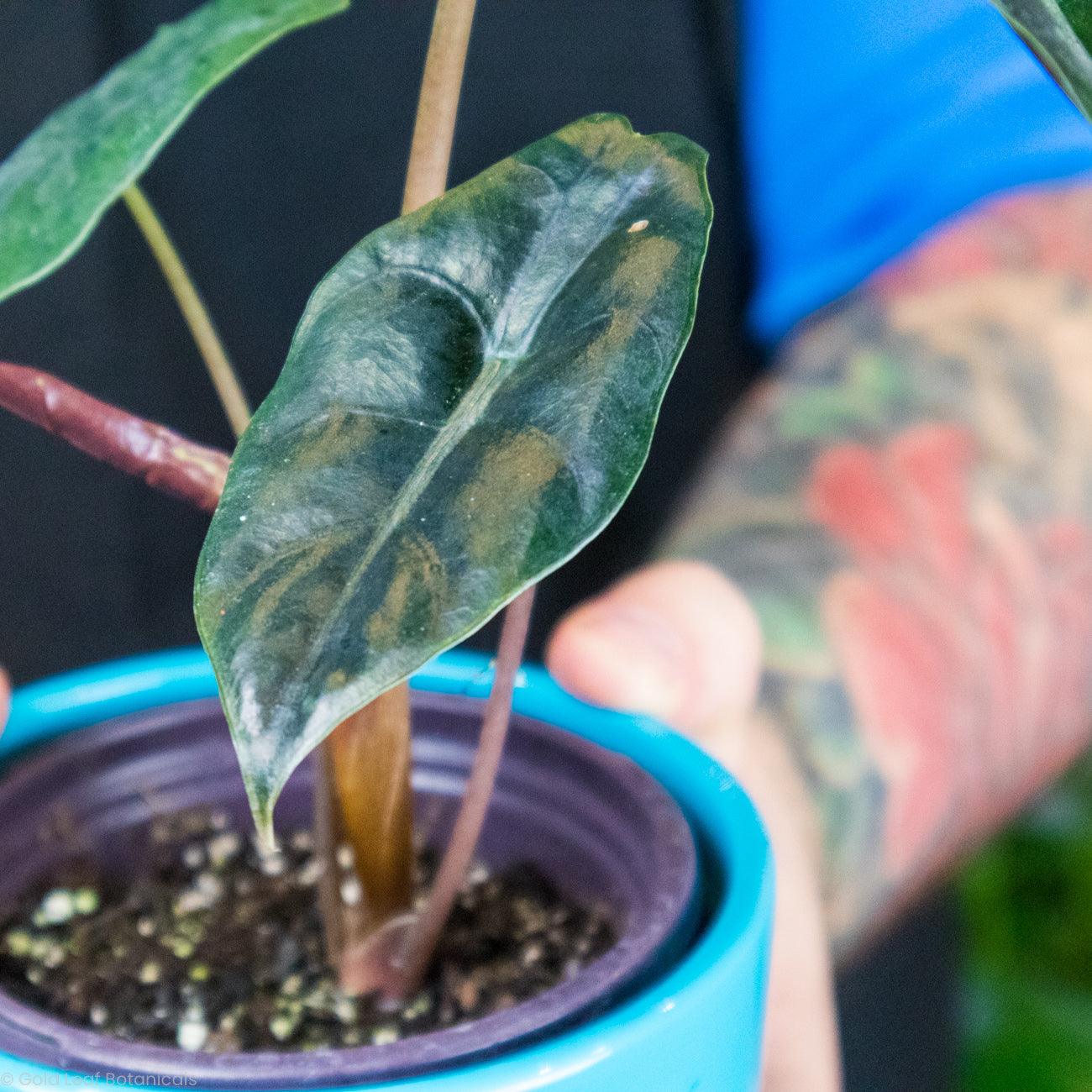 Alocasia Chantrieri For Sale