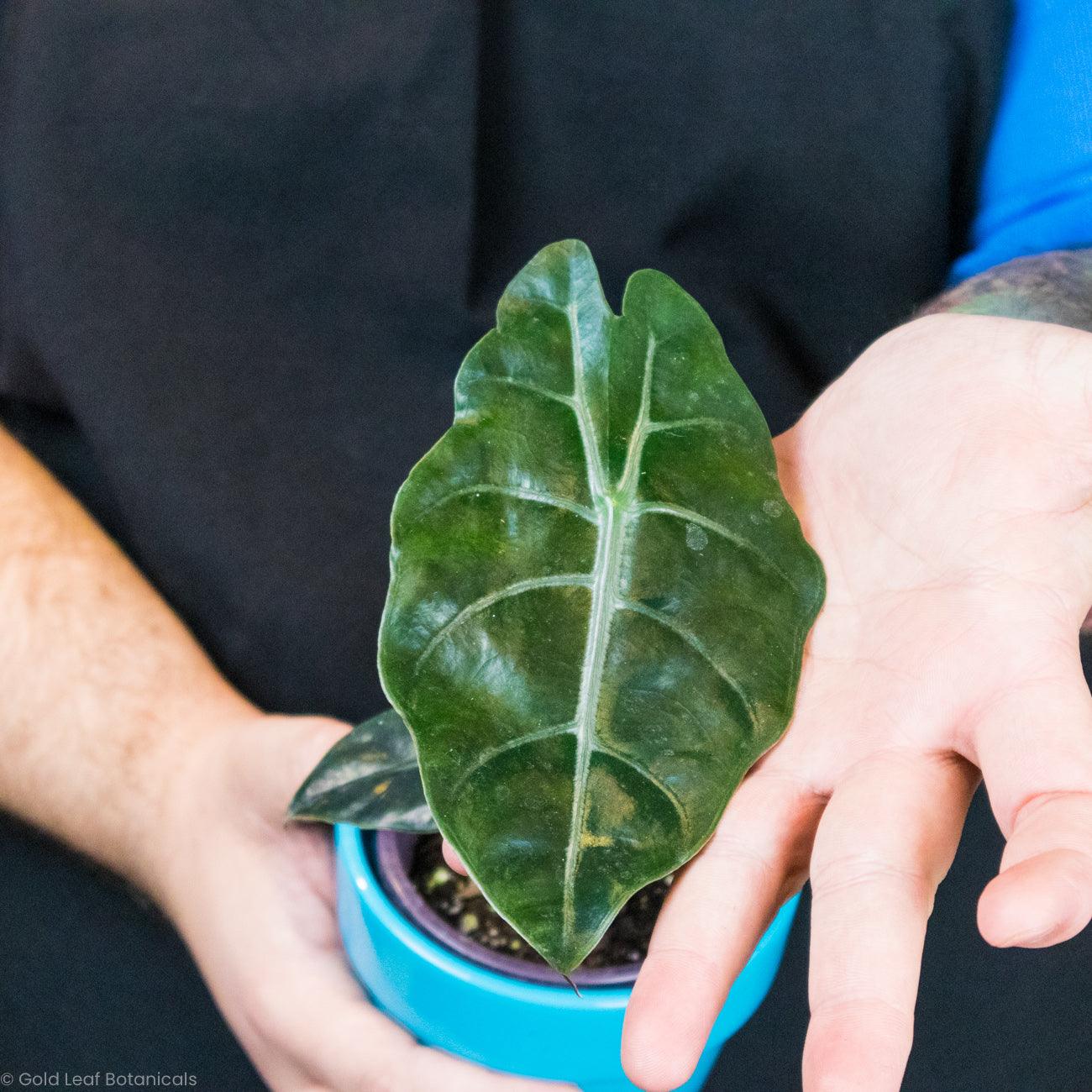 Alocasia Chantrieri ontario Canada