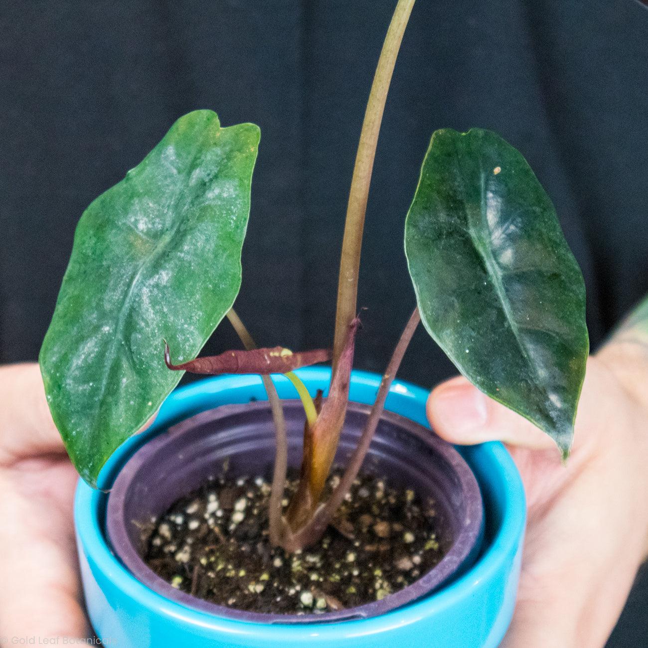 Alocasia Chantrieri Water