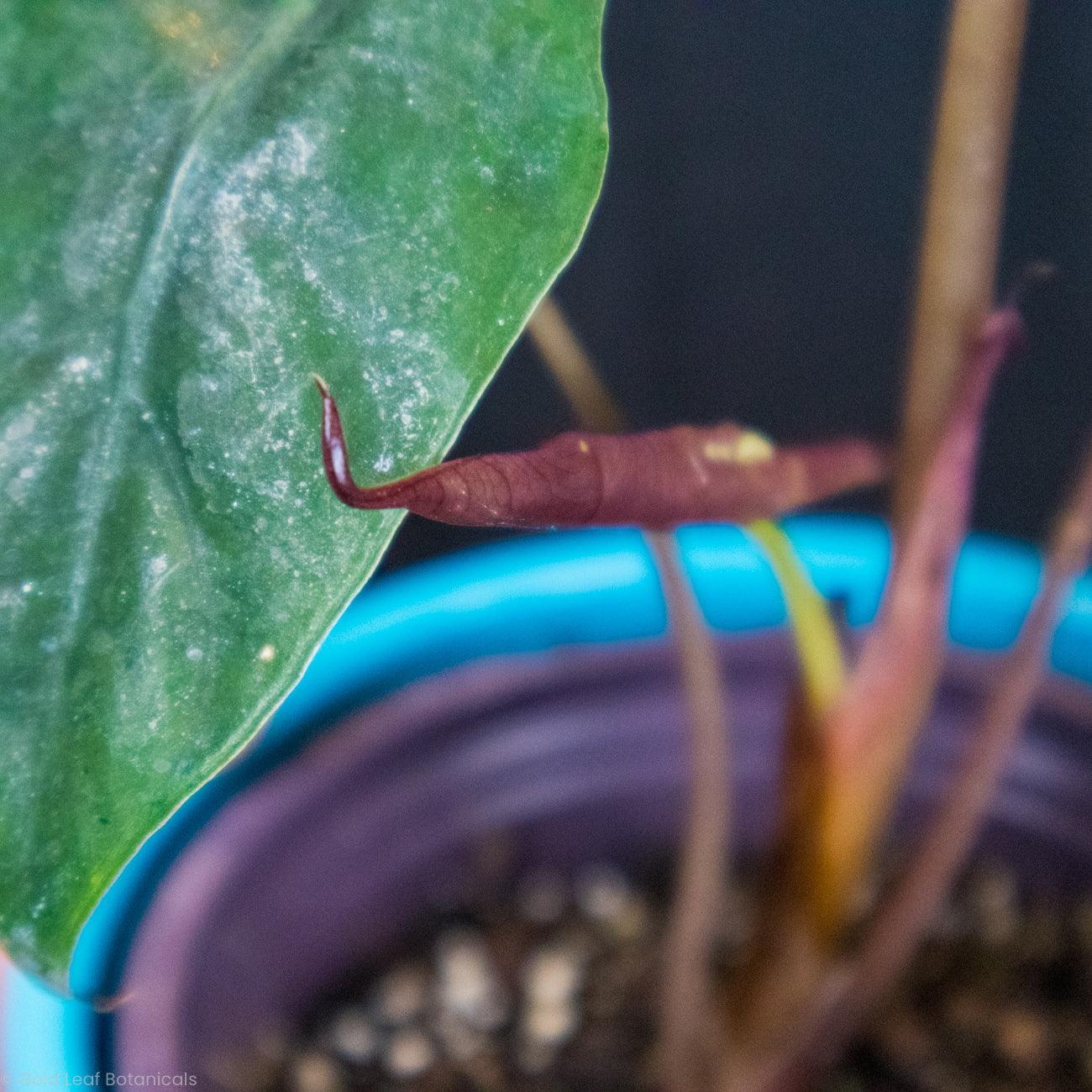 Alocasia Chantrieri Sun