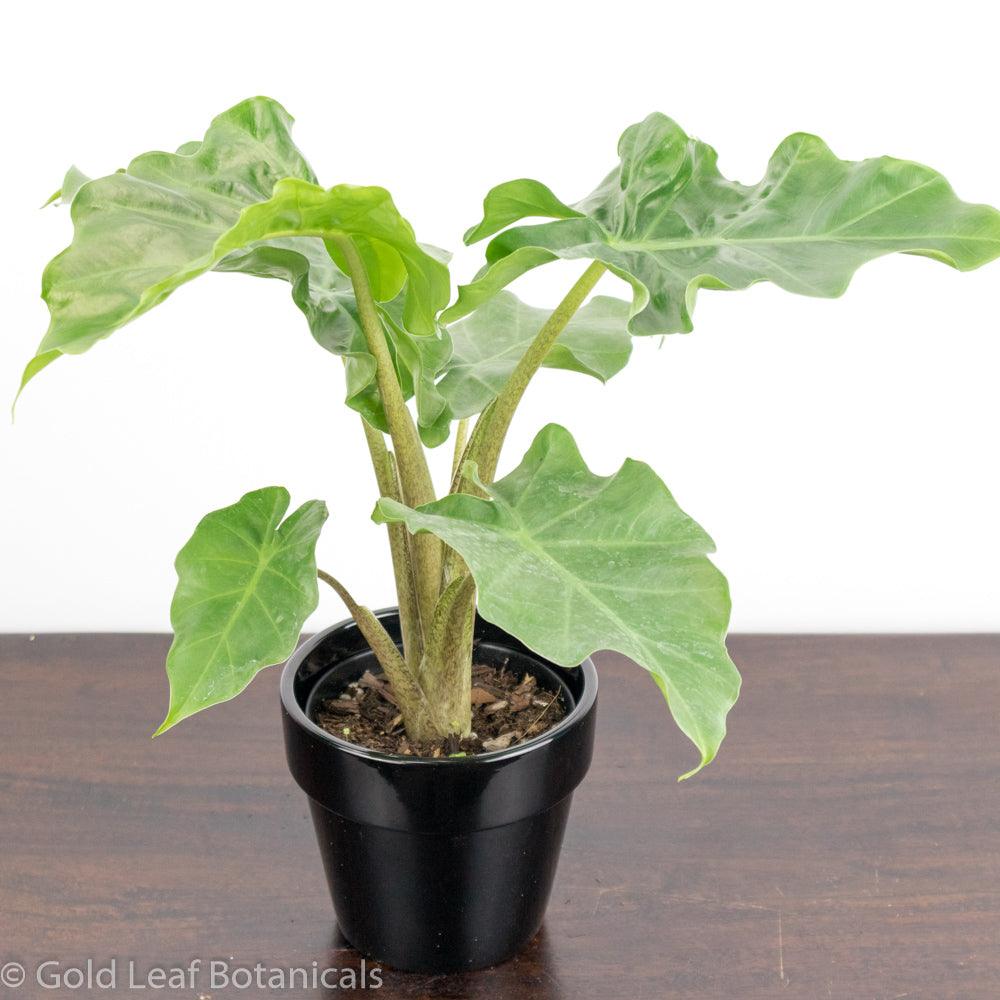 Buy Alocasia Low Rider