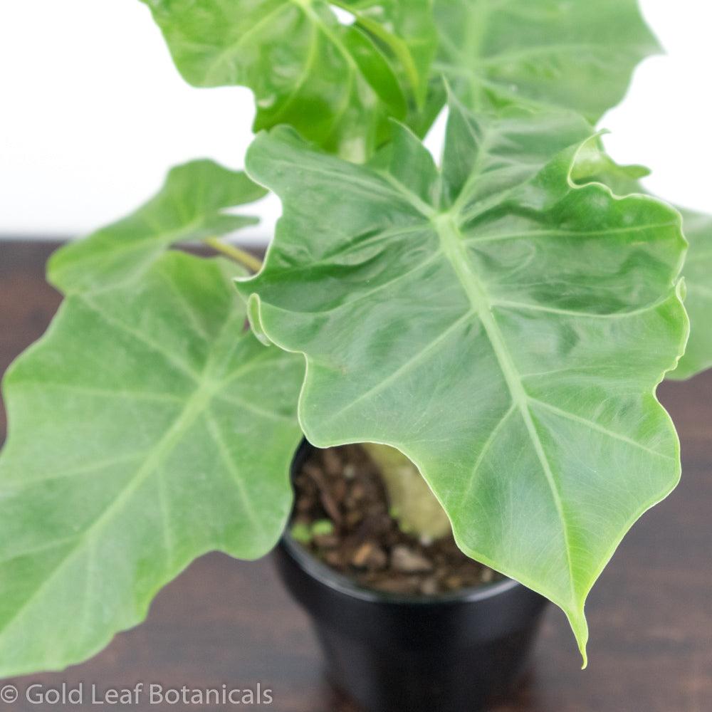 Alocasia Low Rider For Sale