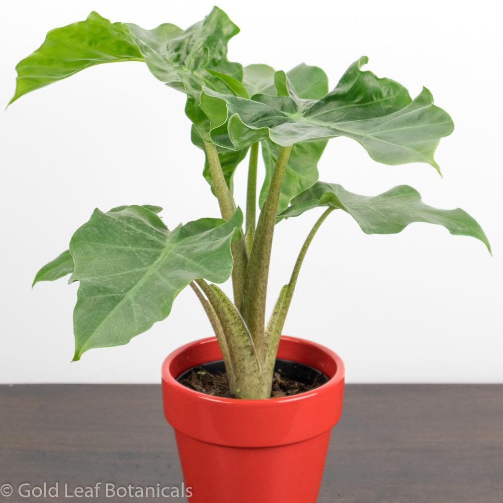Alocasia Low Rider Ontario Canada