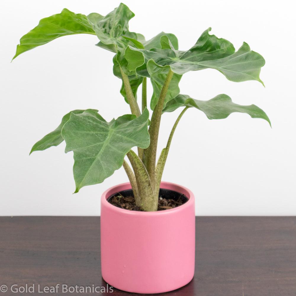 Alocasia Low Rider Water and Sun