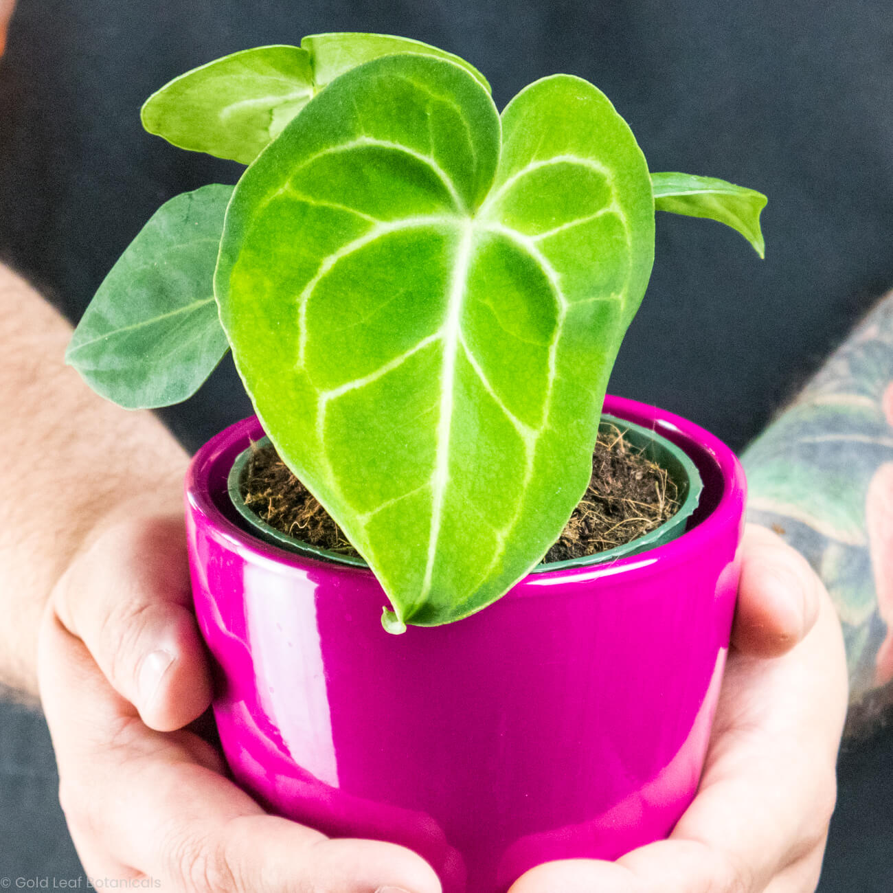 humidity for anthurium Anthurium Clarinervium Care