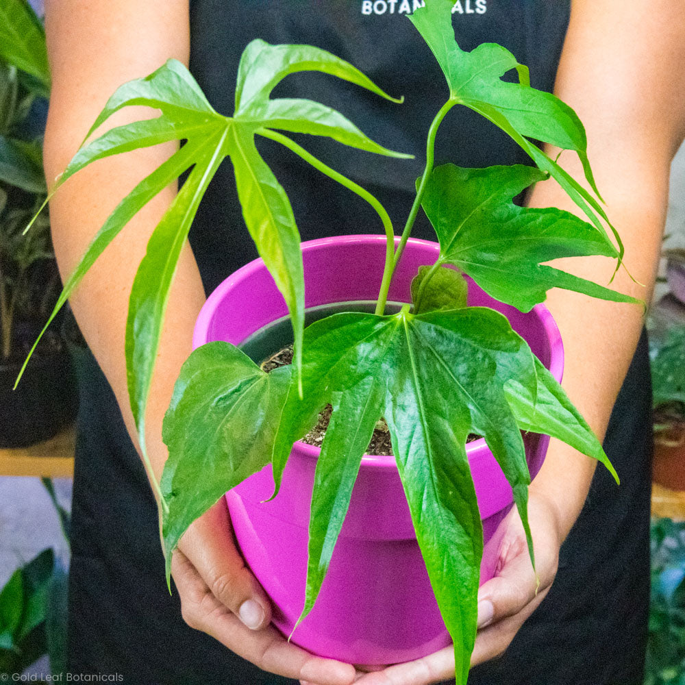 anthurium fingers care Anthurium Pedatoradiatum Care