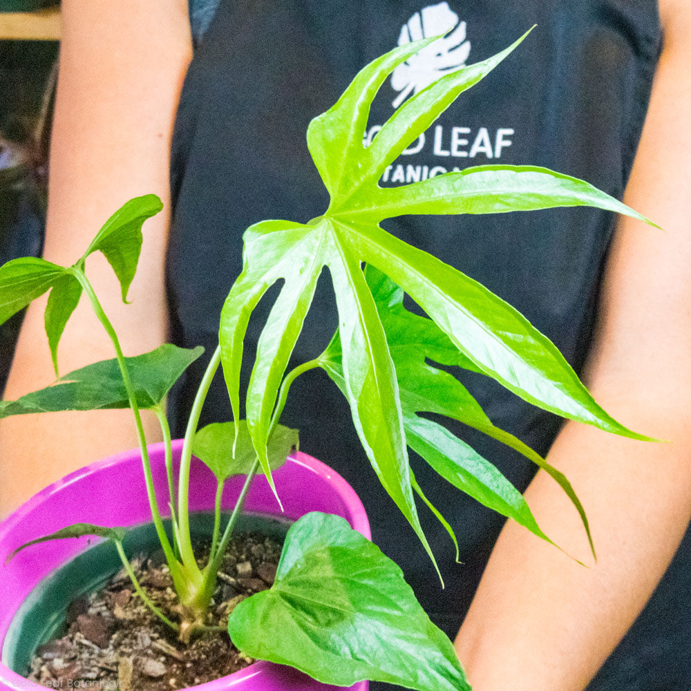 Anthurium Pedatoradiatum Sun