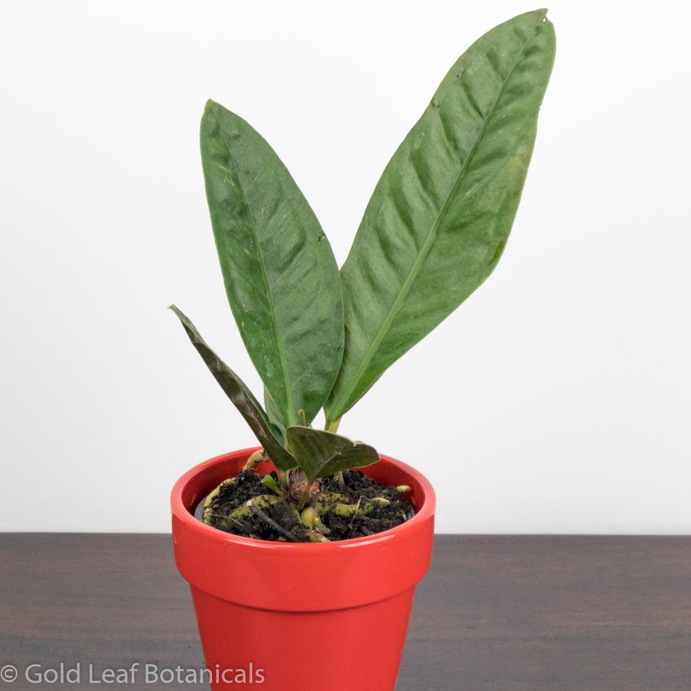 anthurium water needs Anthurium Superbum Care