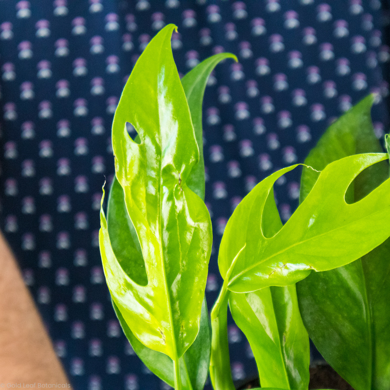 baltic blue pothos close up on a leaf
