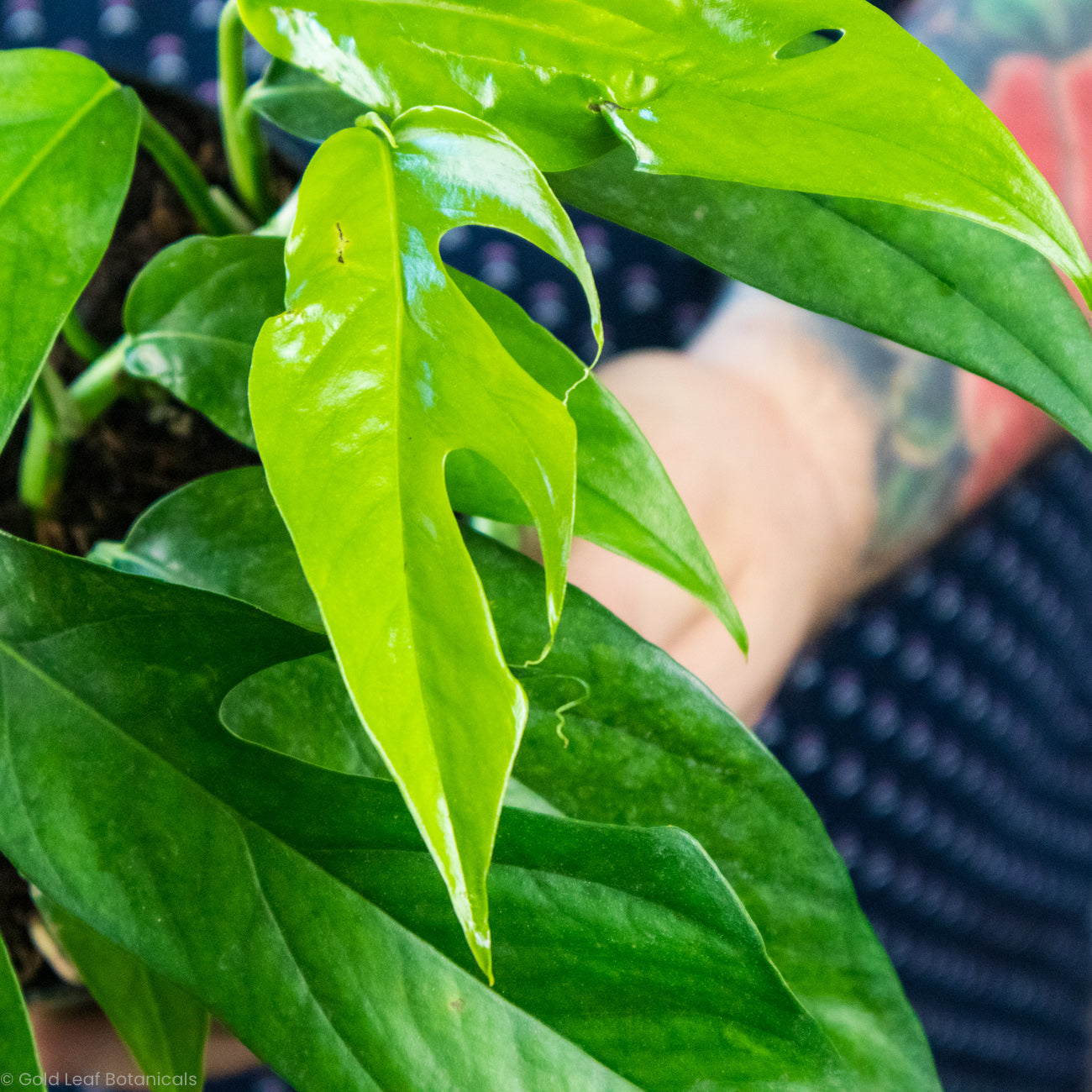 baltic blue pothos split leaf