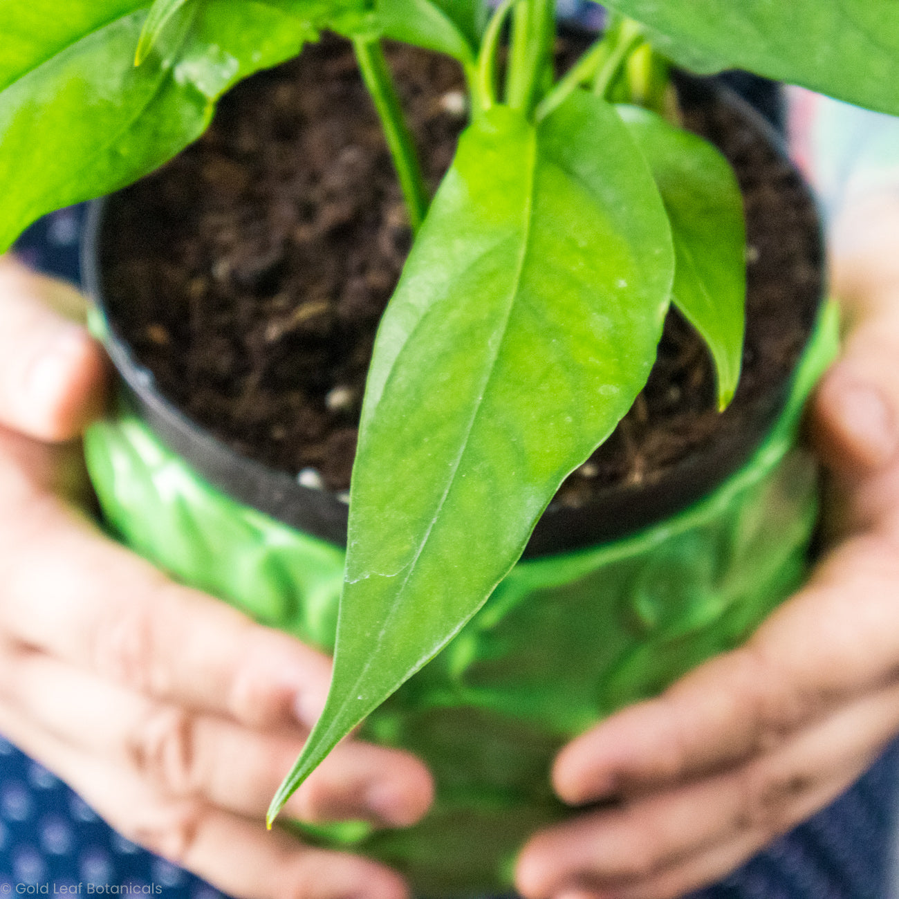 baltic blue pothos leaf close up