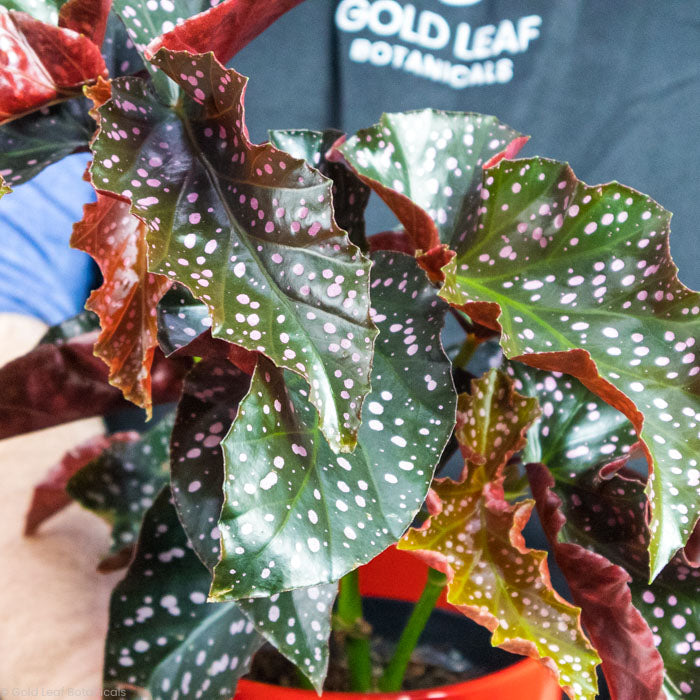 Begonia Cracklin Rosie