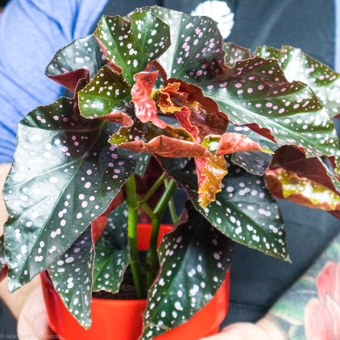 Begonia Cracklin Rosie