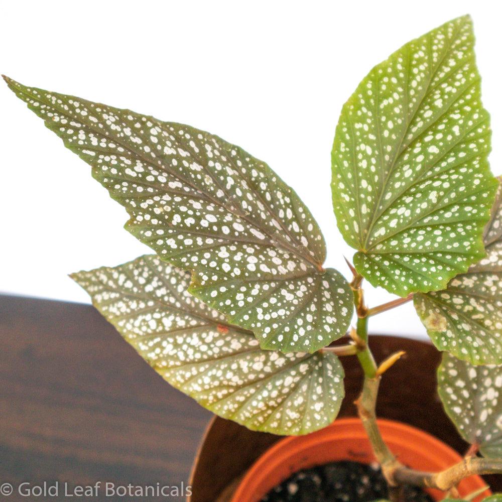 Begonia Pink Polka Dot - Gold Leaf Botanicals