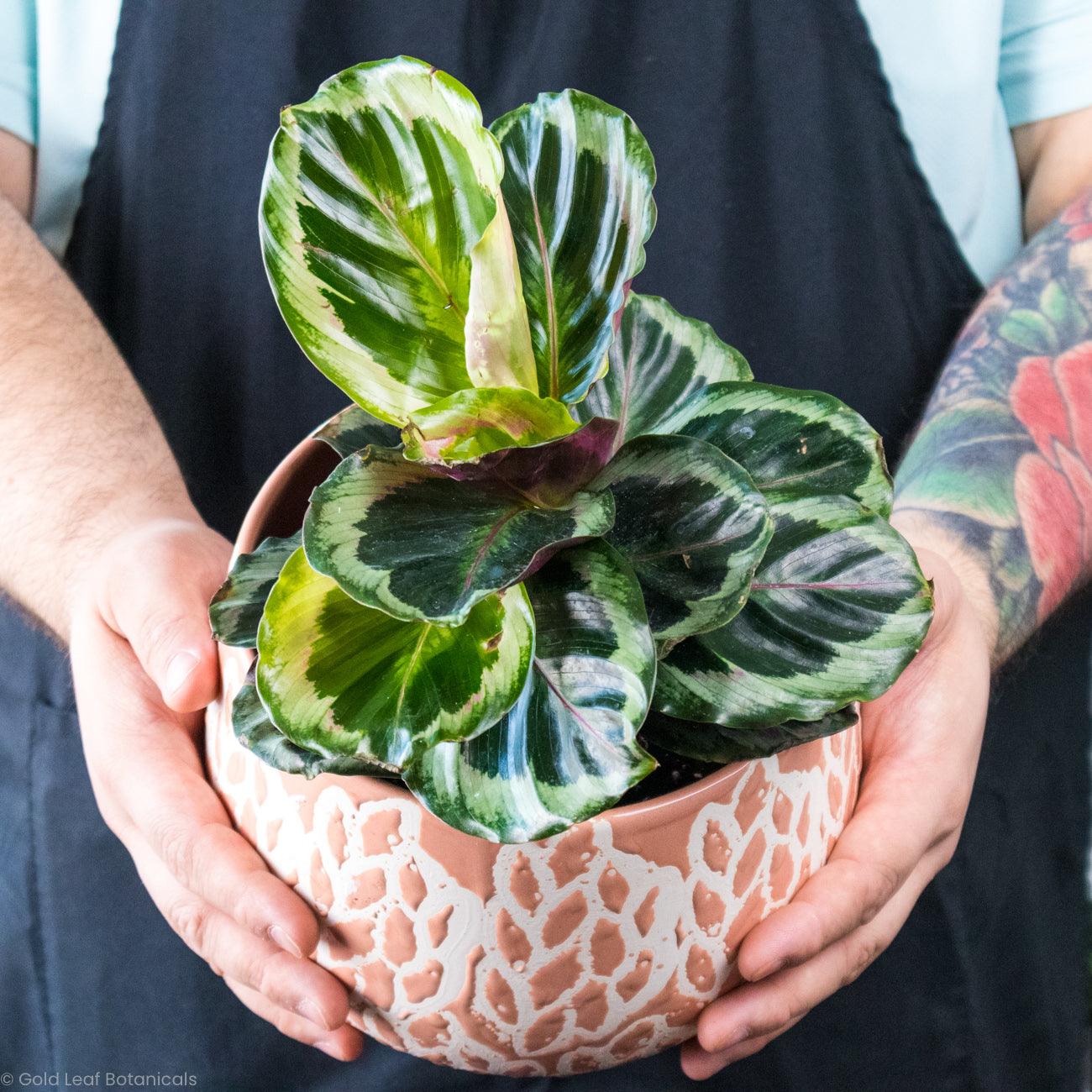 Calathea Shinestar Care