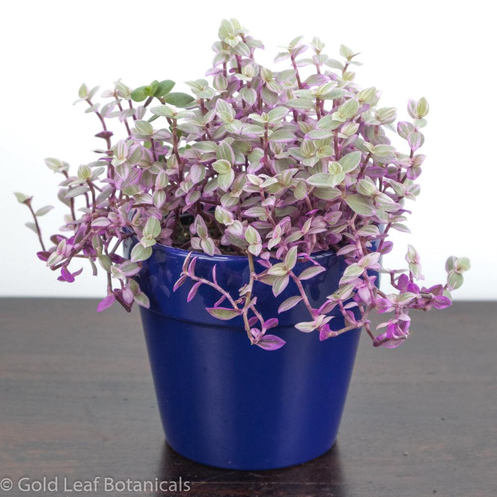 pink lady plant indoor Callisia Repens Pink Lady Care Guide
