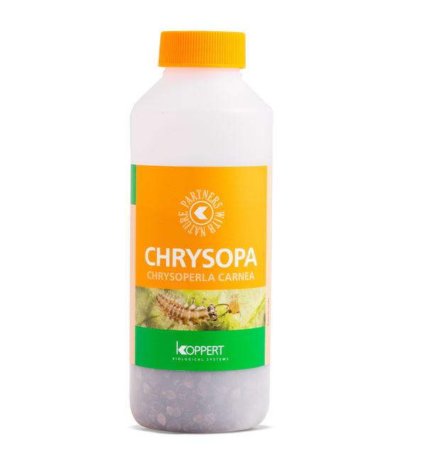 Koppert's Chrysopa