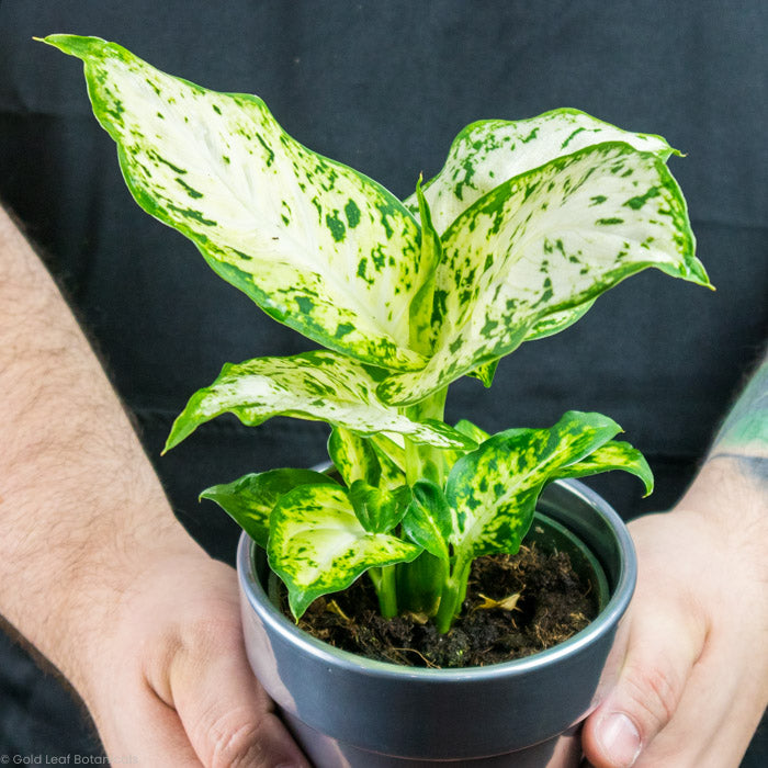 dieffenbachia amy size Dieffenbachia Amy Care