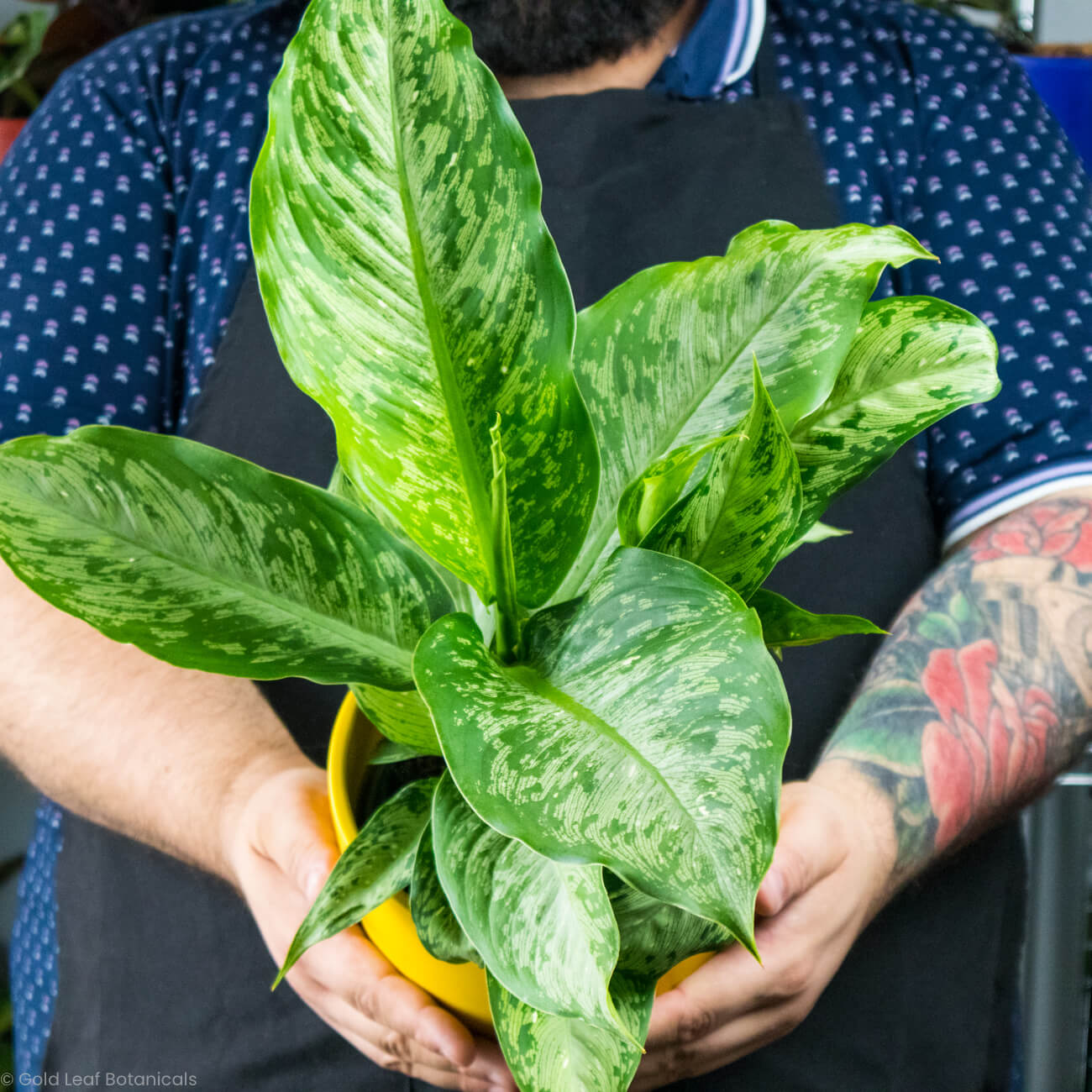dieffenbachia tiki plant Dieffenbachia Tiki Care