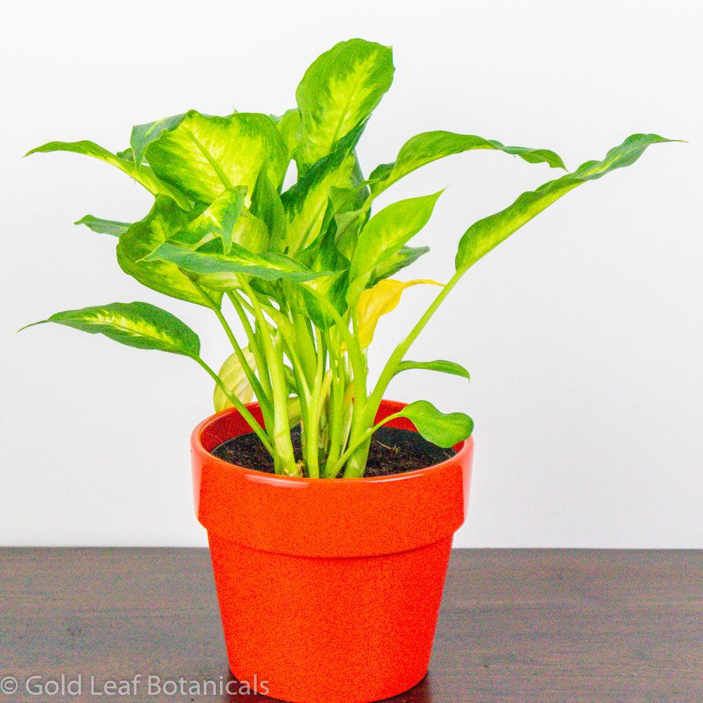 Dieffenbachia Camille - Gold Leaf Botanicals