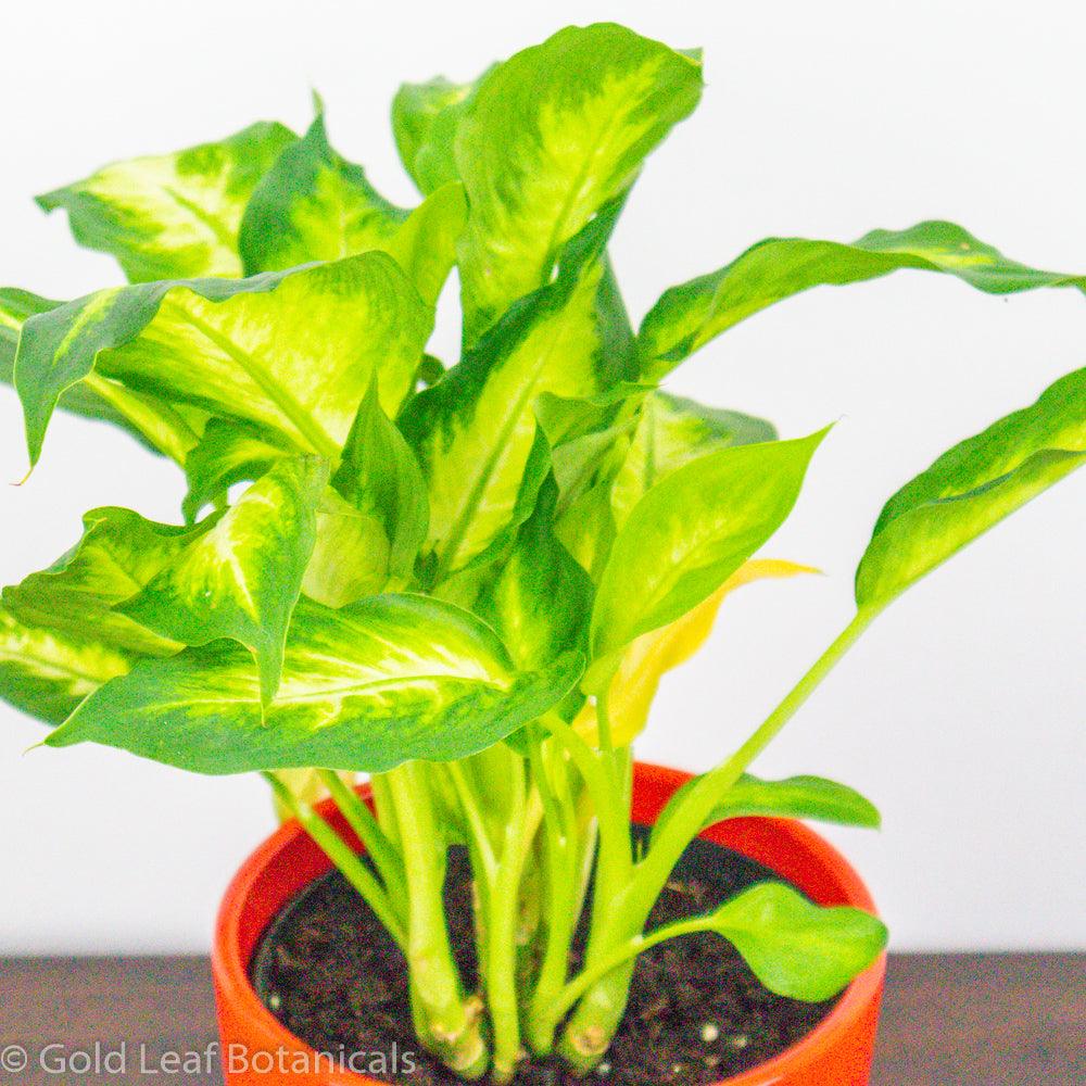 Dieffenbachia Camille - Gold Leaf Botanicals