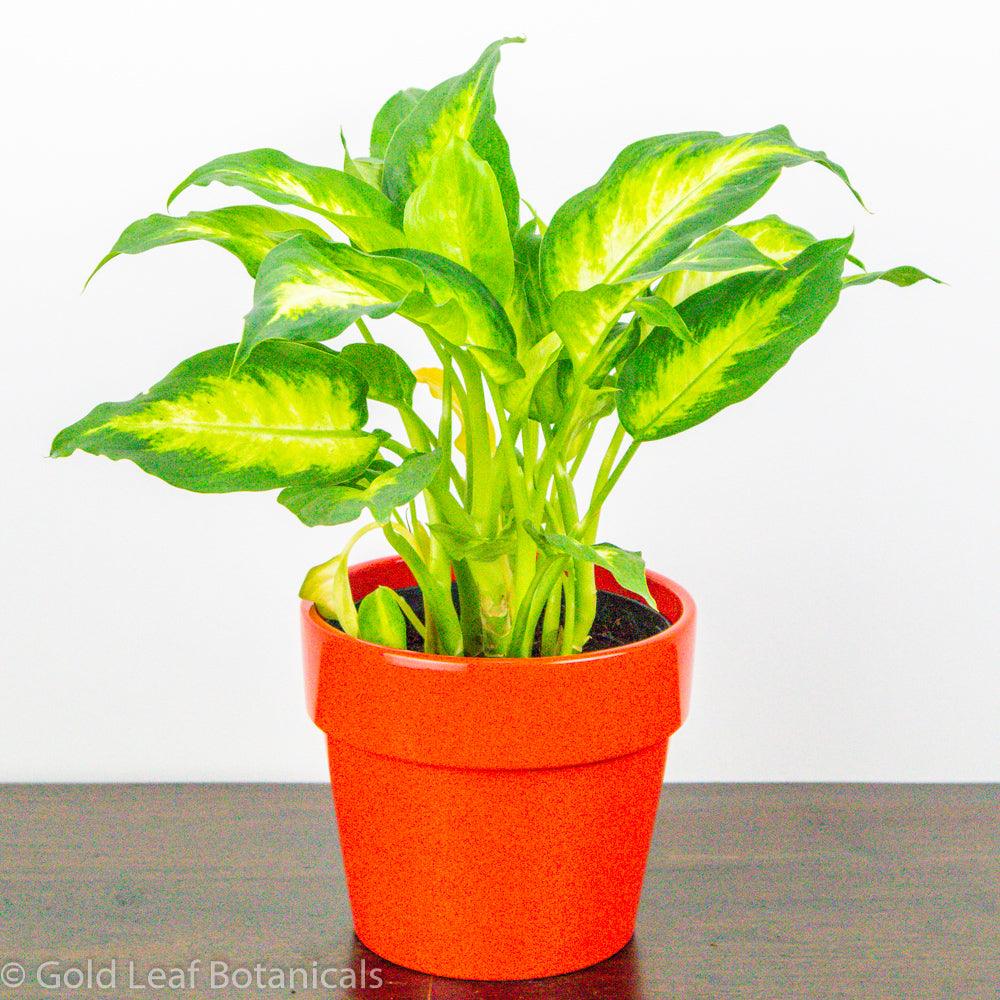Dieffenbachia Camille - Gold Leaf Botanicals