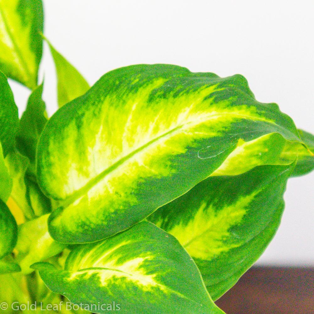 Dieffenbachia Camille - Gold Leaf Botanicals