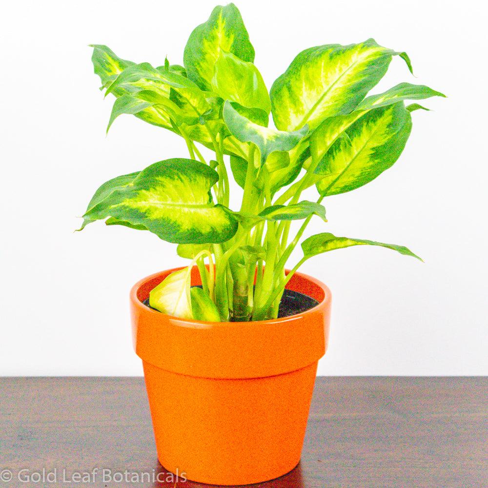 Dieffenbachia Camille - Gold Leaf Botanicals