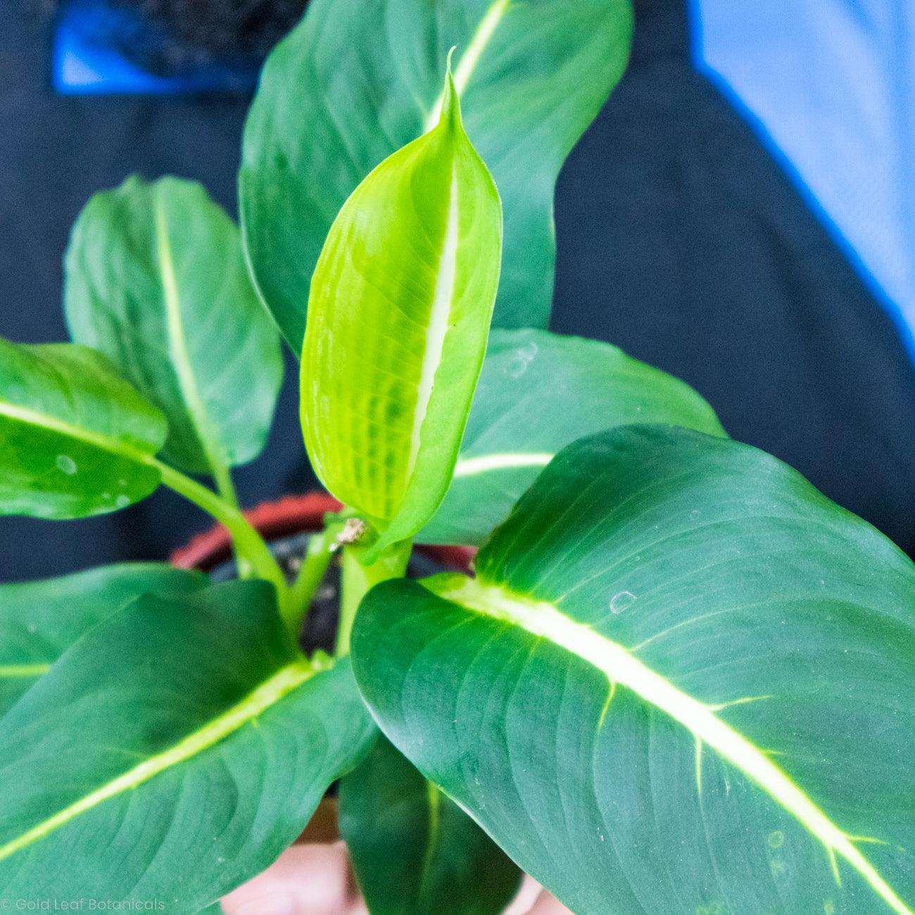 Dieffenbachia Green Magic - Gold Leaf Botanicals