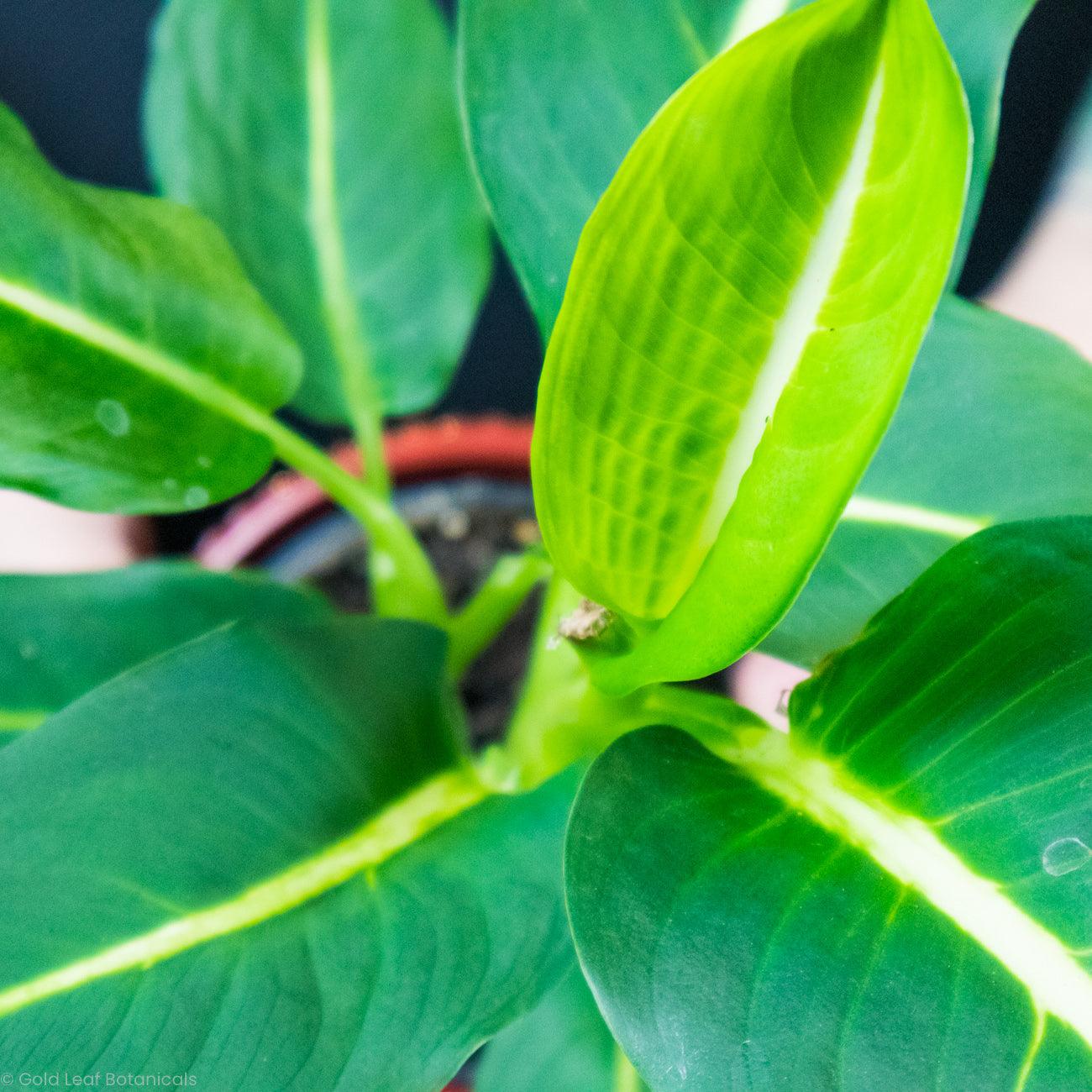 Dieffenbachia Green Magic - Gold Leaf Botanicals